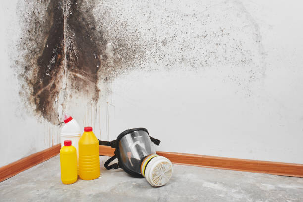 Best Crawl Space Mold Removal  in Eldridge, IA