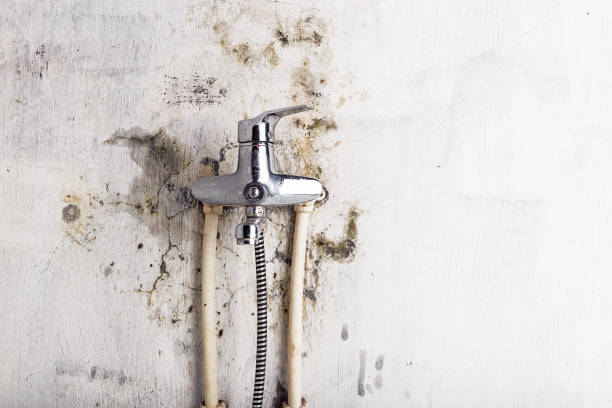Best Office Mold Removal Services  in Eldridge, IA