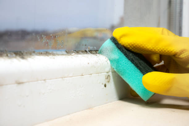 Best Mold Removal Specialists  in Eldridge, IA