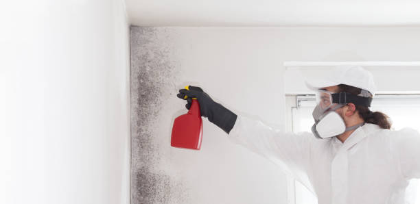Best Certified Mold Removal  in Eldridge, IA