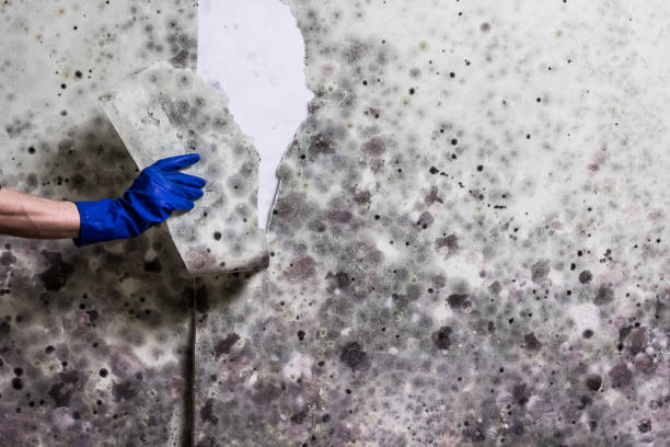 Best Professional Mold Removal  in Eldridge, IA