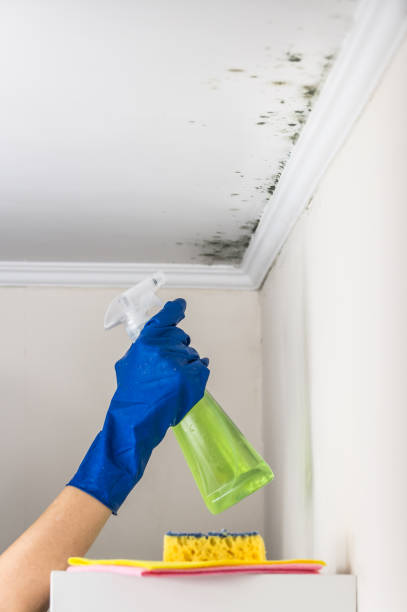 Best Affordable Mold Removal  in Eldridge, IA
