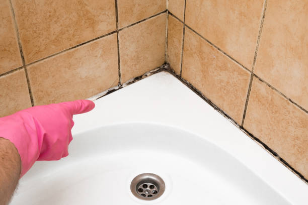 Best Mold Cleaning Services  in Eldridge, IA
